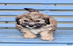 Shihpoo dogs for sale: Lila - Image 6