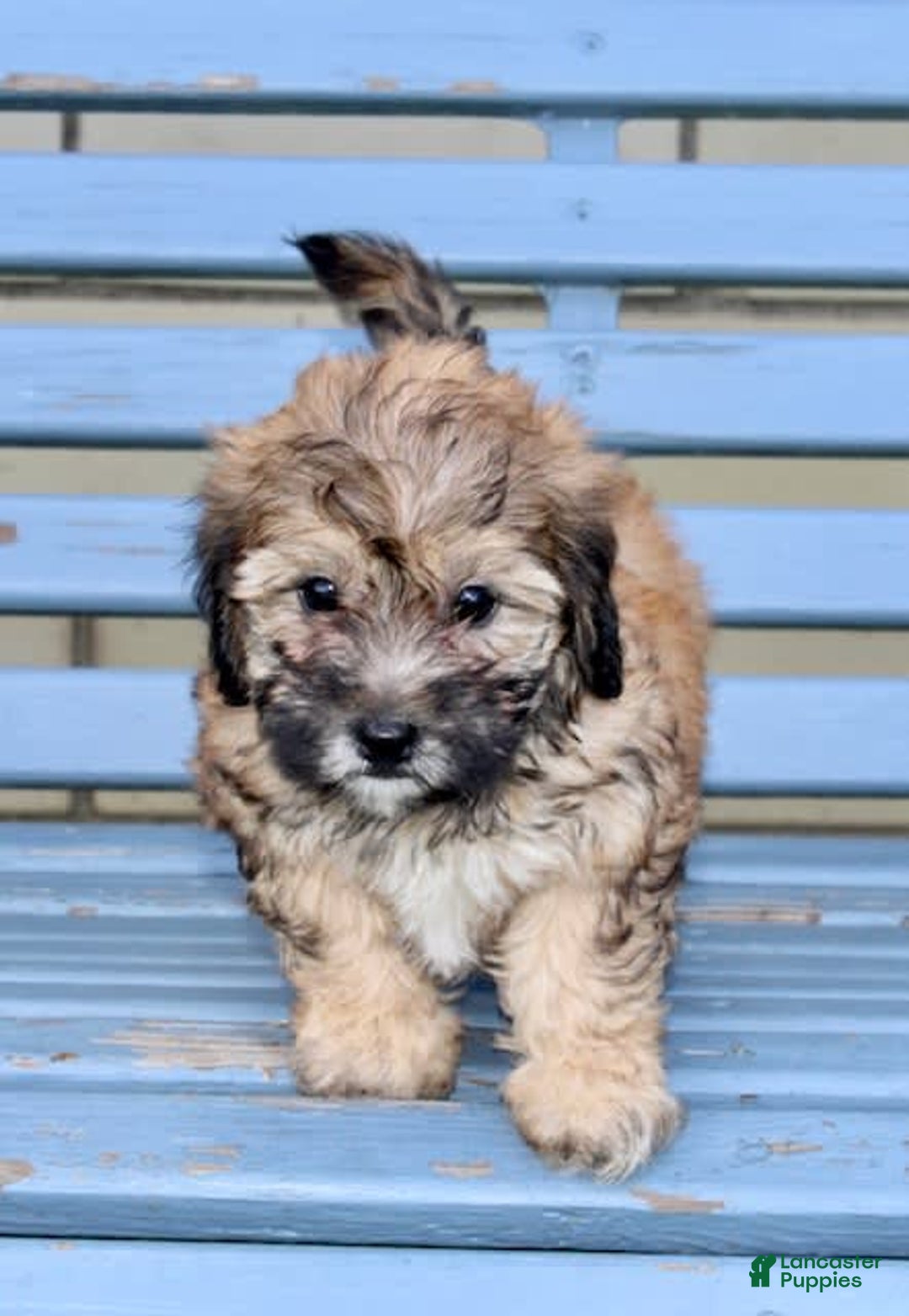 Shihpoo dogs for sale: Lila - Image 6
