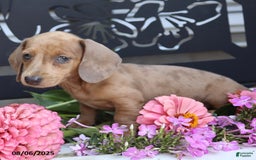 Miniature Dachshund dogs for sale: Lacey - Image 4