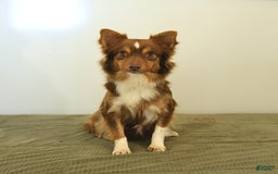 Mini Aussiedoodle dogs for sale: Wade - Image 14
