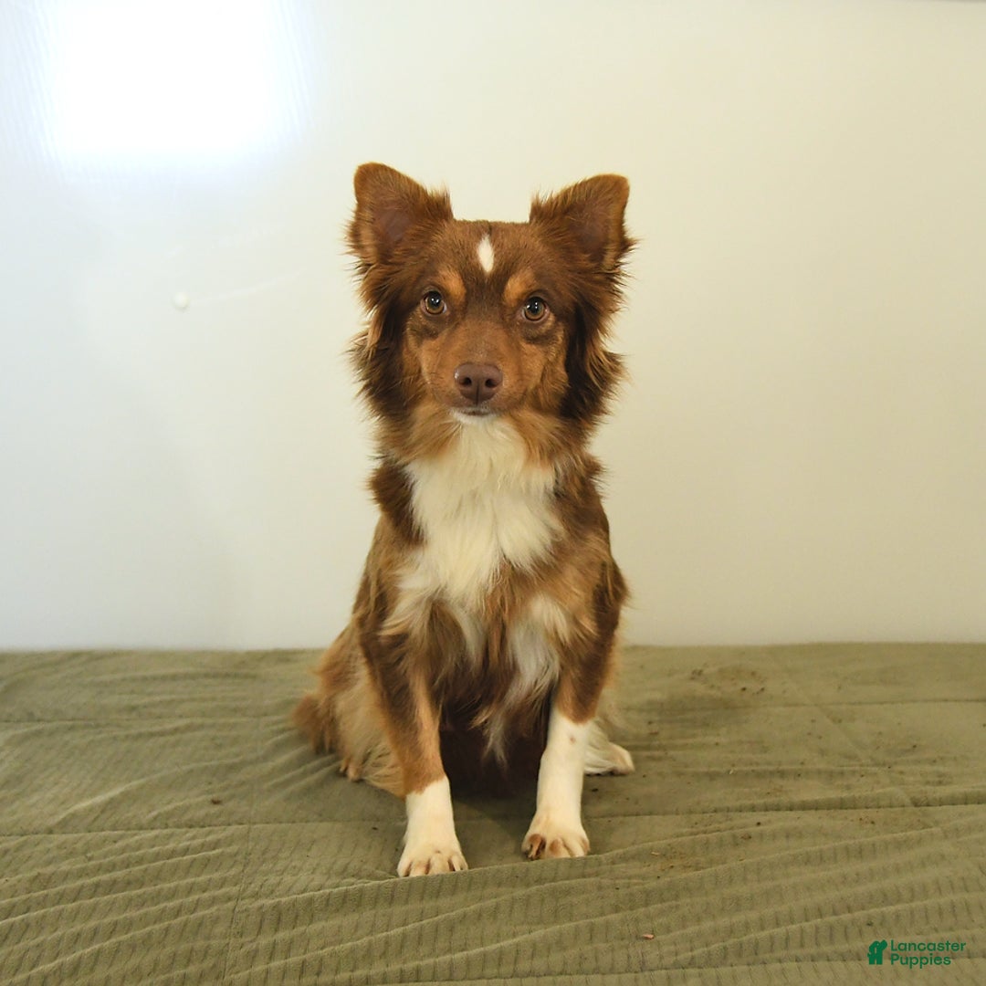 Mini Aussiedoodle dogs for sale: Wade - Image 14