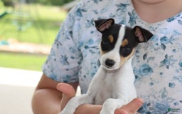 Toy Fox Terrier dogs for sale: Ziggy - Image 2