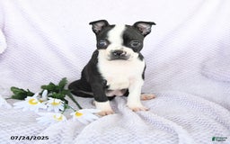 Boston Terrier dogs for sale: Olivia - Image 3