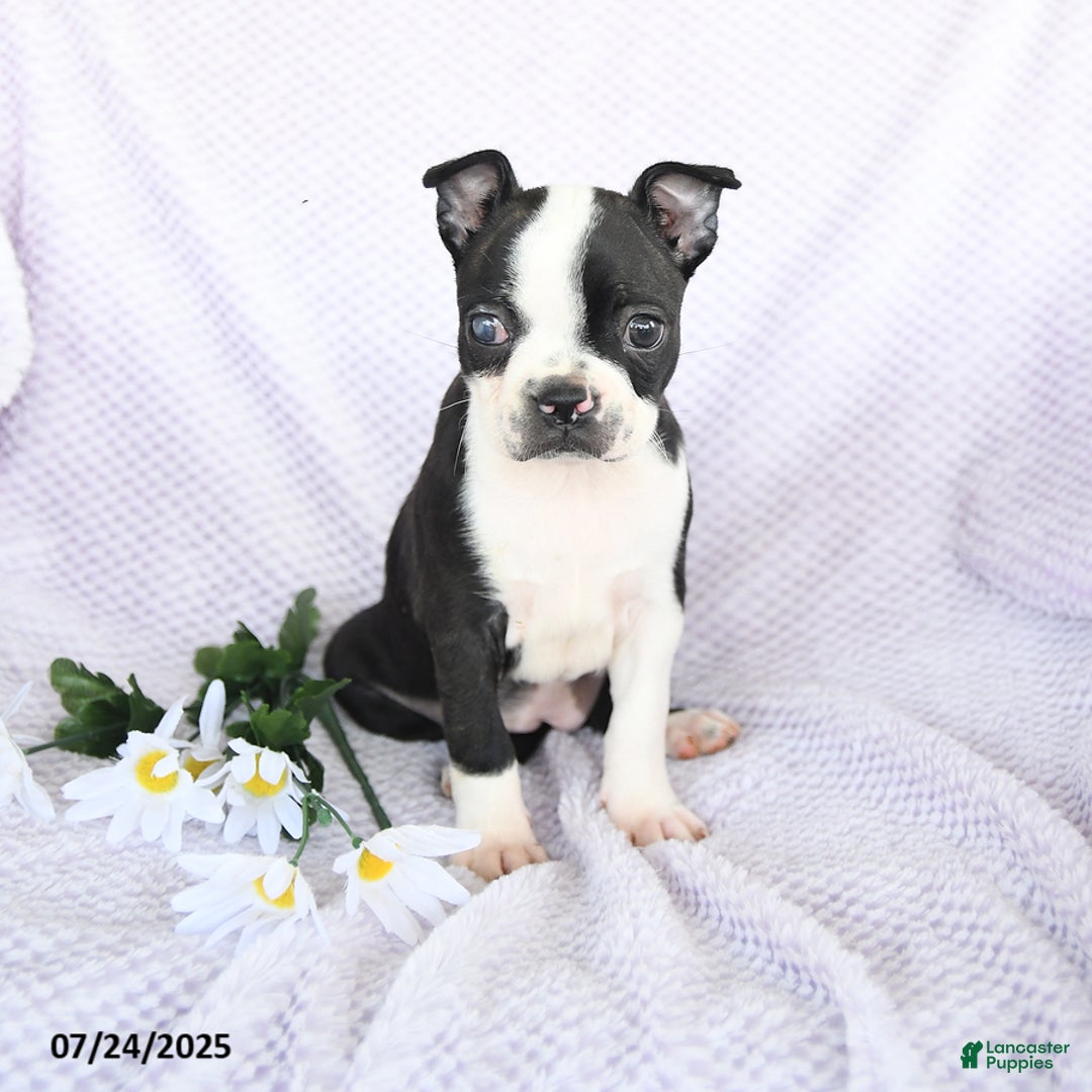 Boston Terrier dogs for sale: Olivia - Image 3