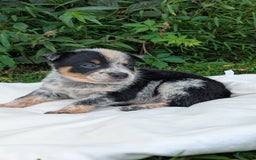 Australian Cattle Dog dogs for sale: Ranger - Image 4