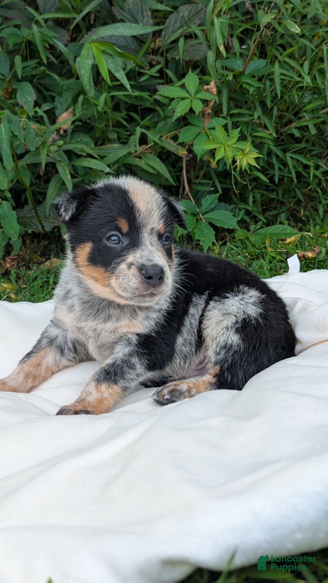 Australian Cattle Dog dogs for sale: Ranger - Image 4