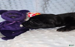 Great Dane dogs for sale: Storm - Image 12