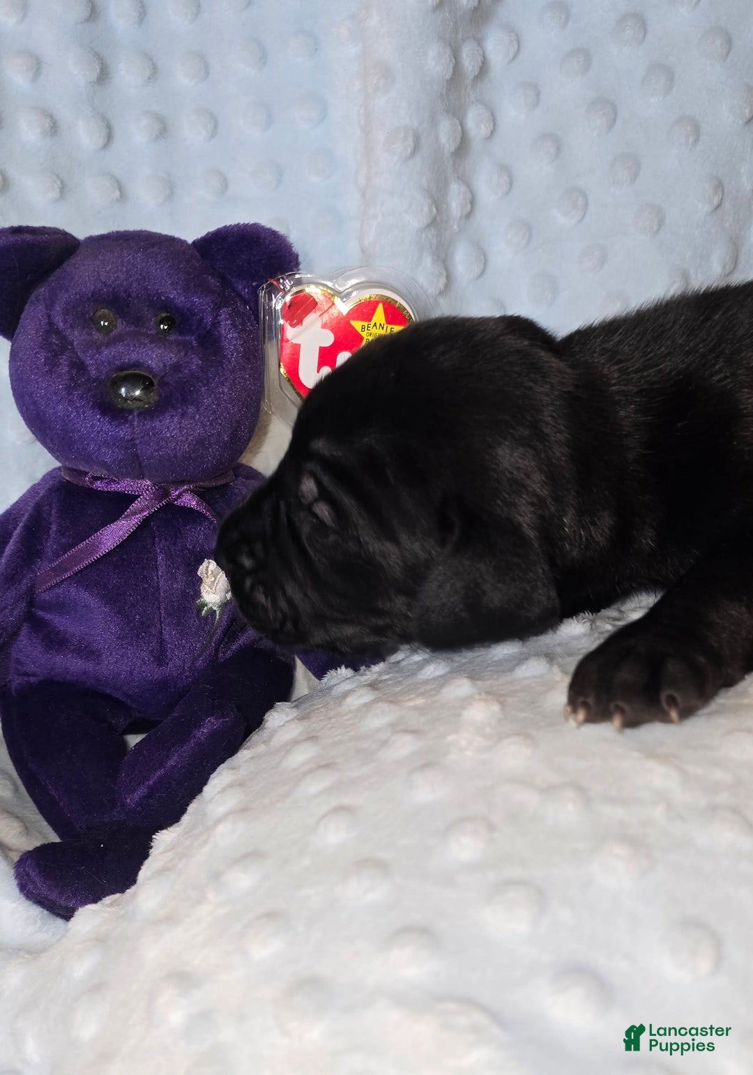 Great Dane dogs for sale: Storm - Image 12