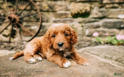 Cavapoo dogs for sale: Leia - Image 9