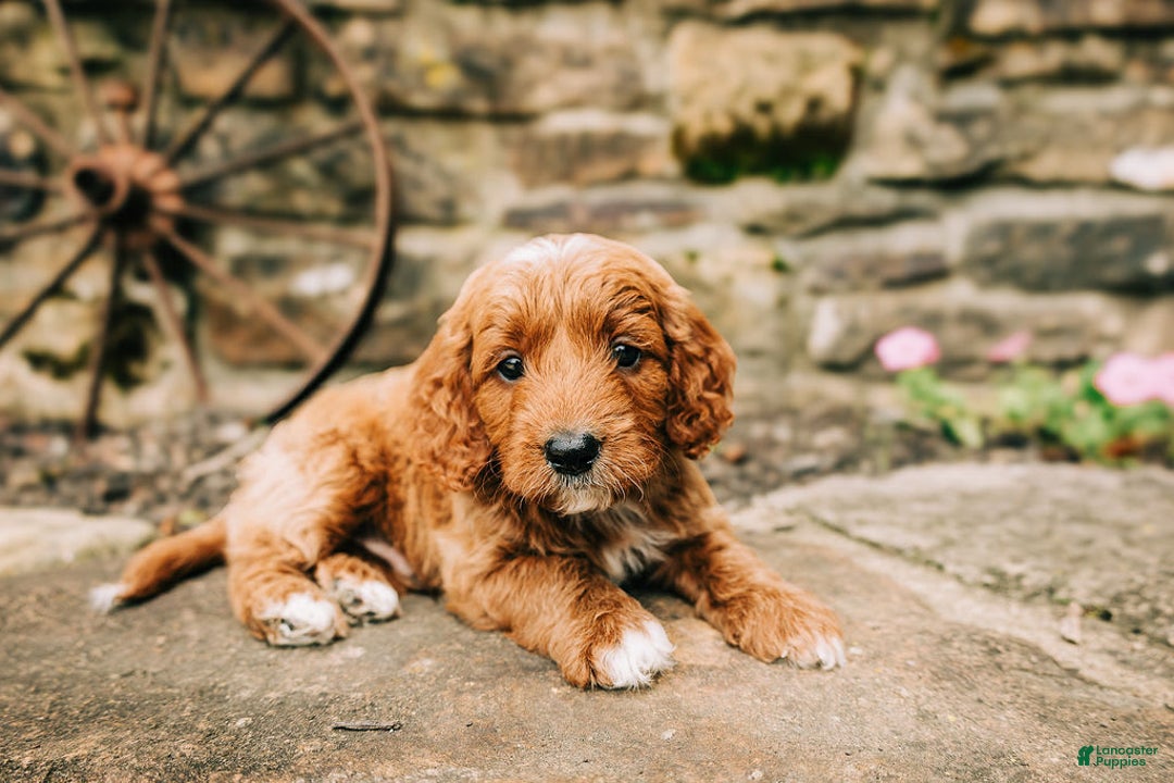 Cavapoo dogs for sale: Leia - Image 9