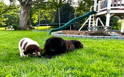 Newfoundland dogs for sale: Bonnie❤️akc❤️ - Image 4