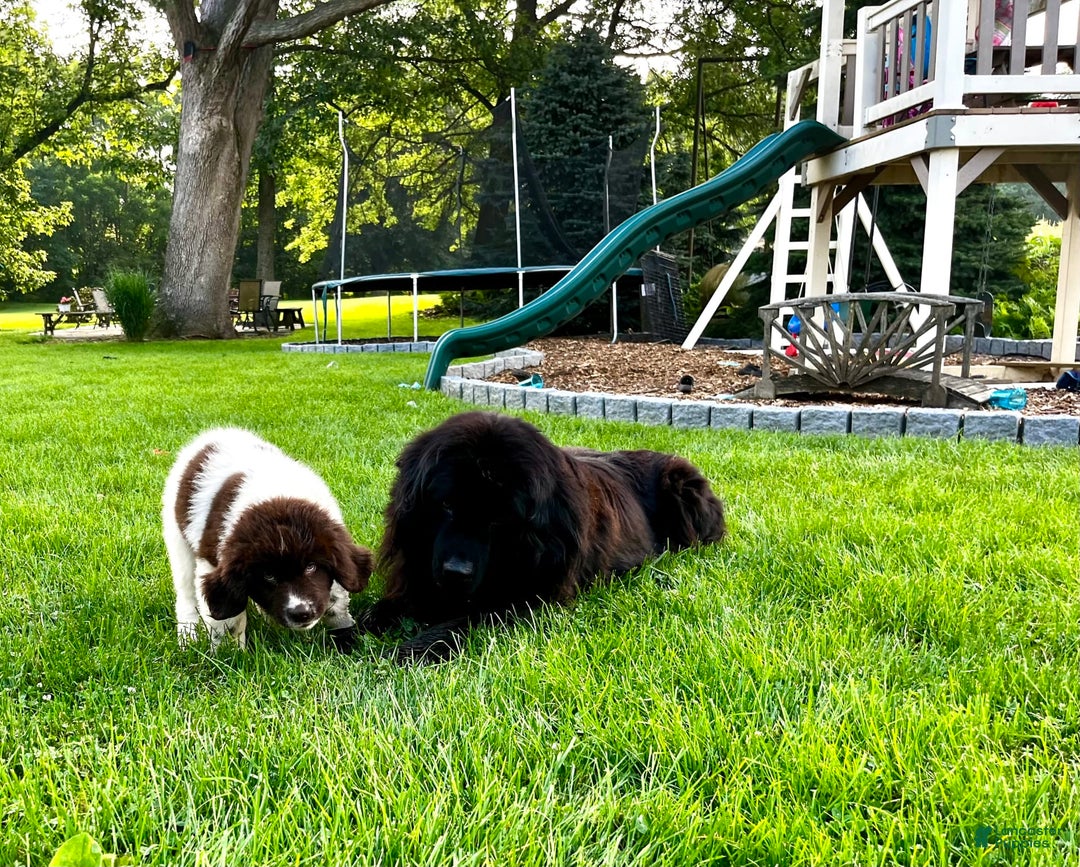 Newfoundland dogs for sale: Bonnie❤️akc❤️ - Image 4