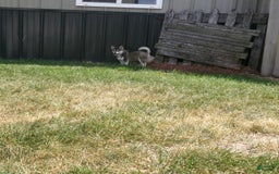 Pomsky dogs for sale: Sadie - Image 5