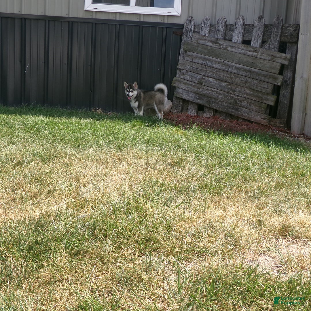 Pomsky dogs for sale: Sadie - Image 5
