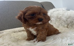 Cavapoo dogs for sale: Cavapoo 4 puppies - Image 2