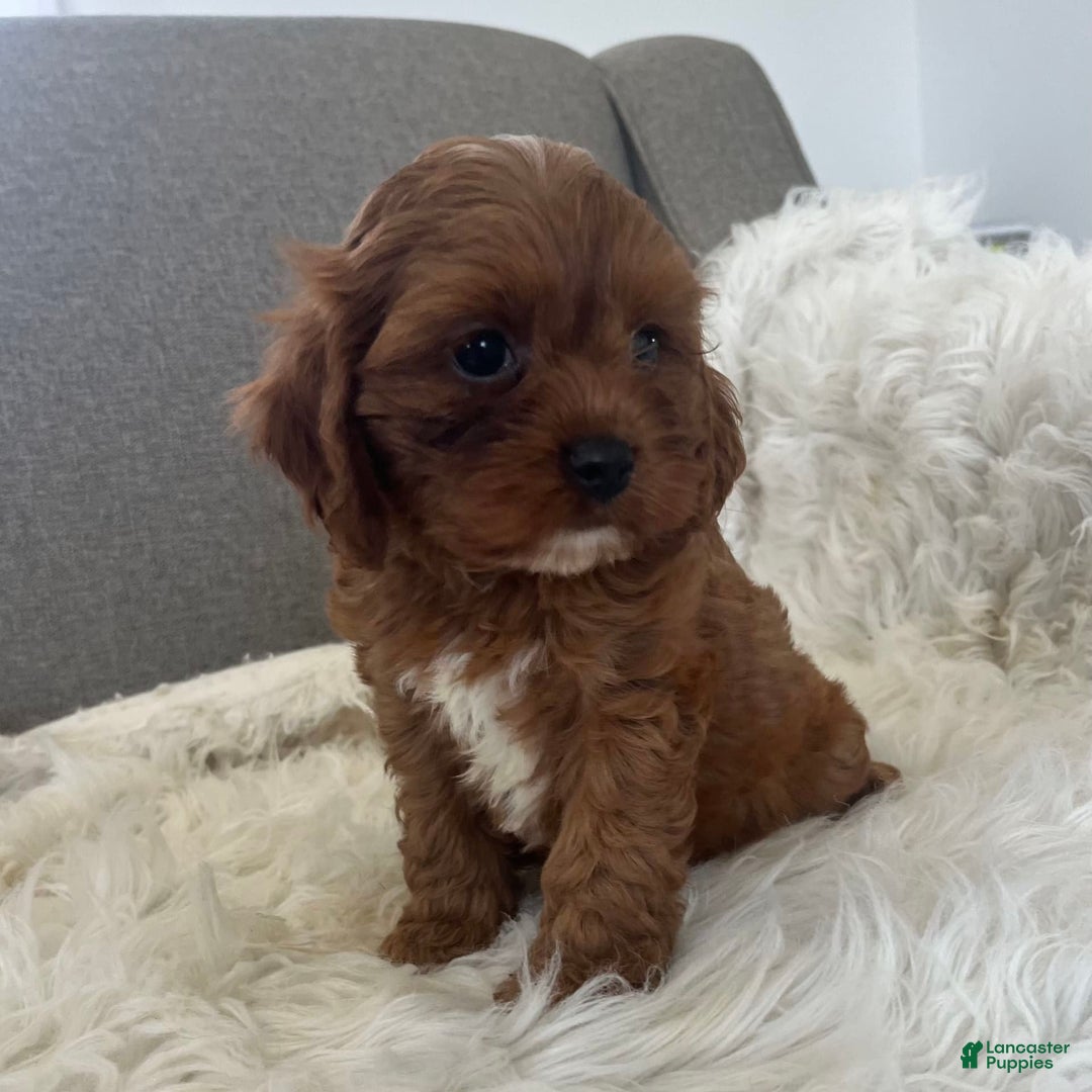Cavapoo dogs for sale: Cavapoo 4 puppies - Image 2