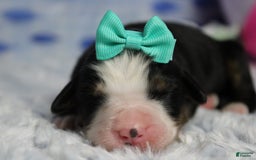 Bernese Mountain Dog dogs for sale: Pebbles - Image 69