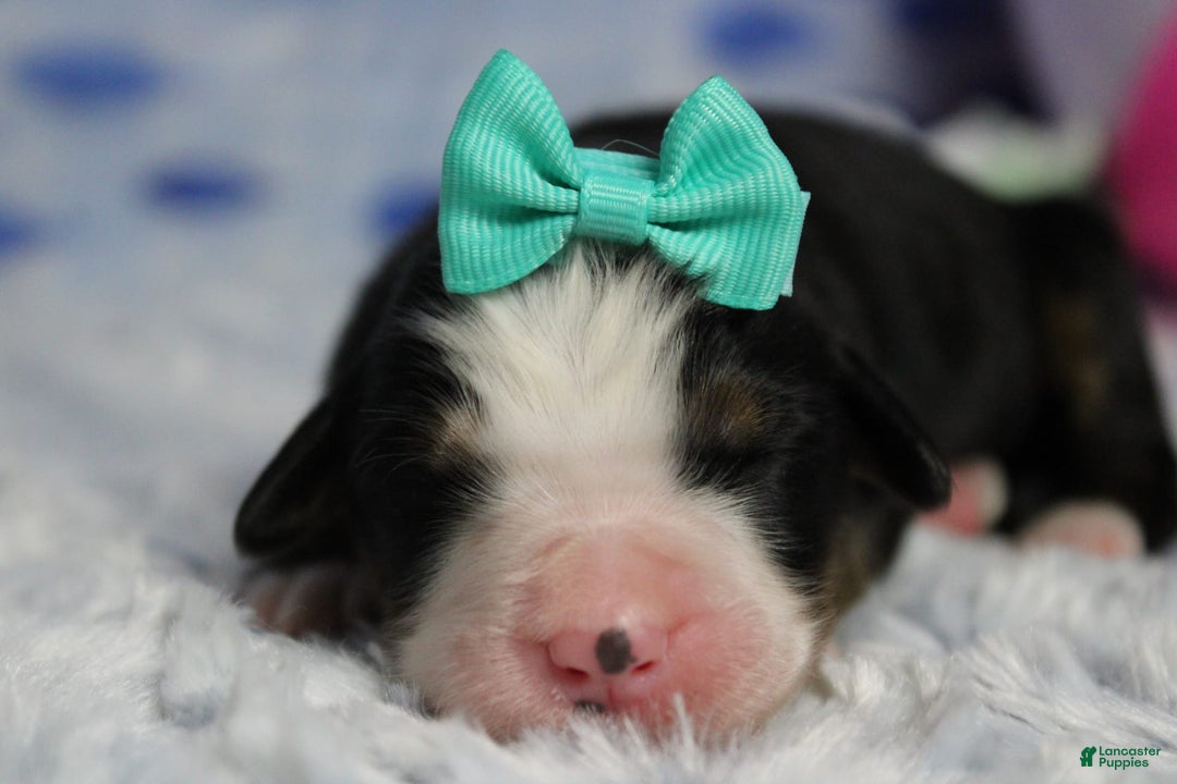 Bernese Mountain Dog dogs for sale: Pebbles - Image 69
