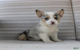 Welsh Corgi Pembroke dogs for sale: Lexi - Image 2