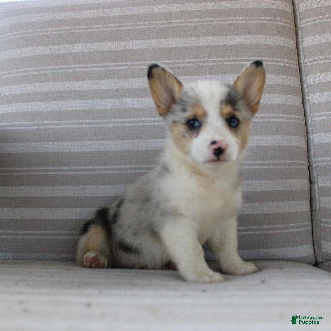 Welsh Corgi Pembroke dogs for sale: Lexi - Image 2