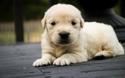 Golden Retriever dogs for sale: Tawny - Image 8