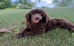 Standard Poodle dogs for sale: Flash Cafe Au Lait - Image 6
