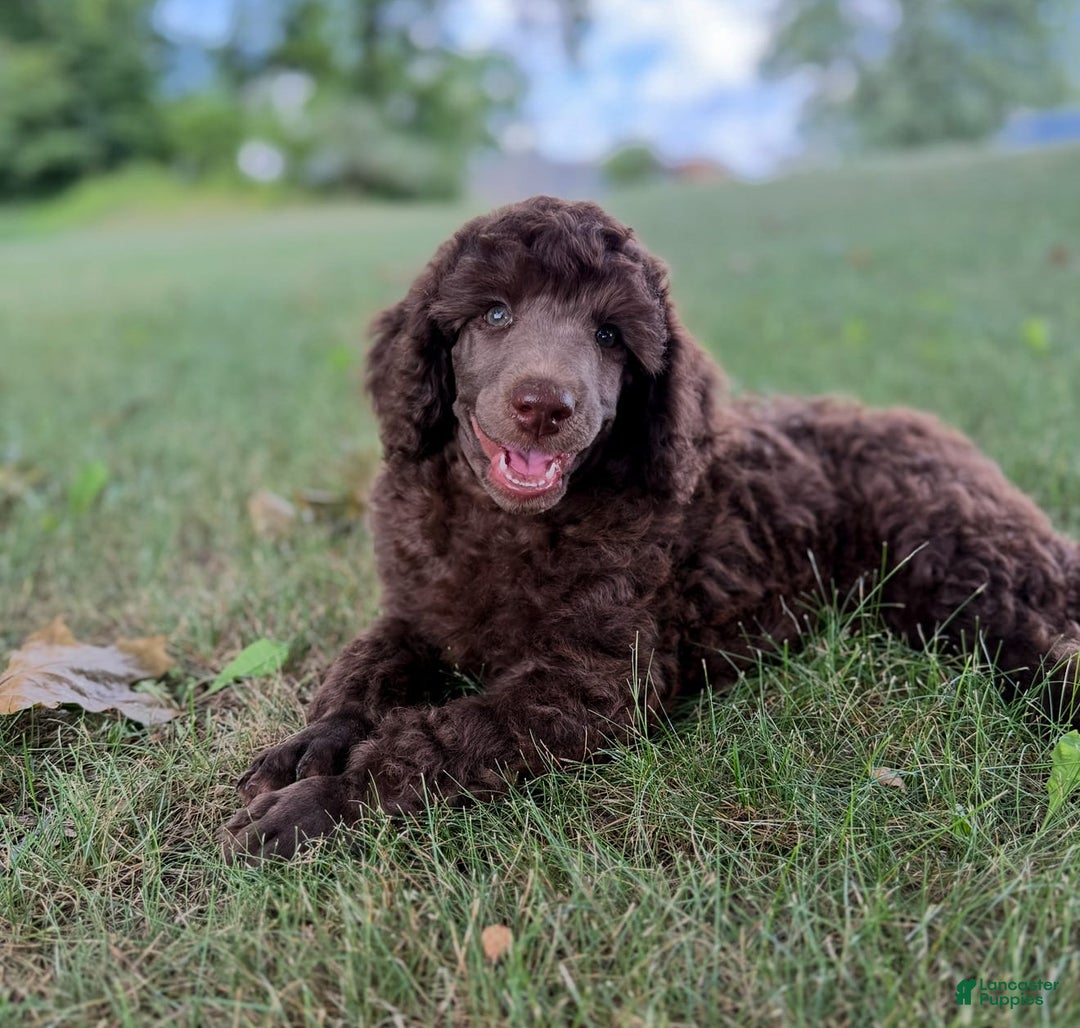 Standard Poodle dogs for sale: Flash Cafe Au Lait - Image 6