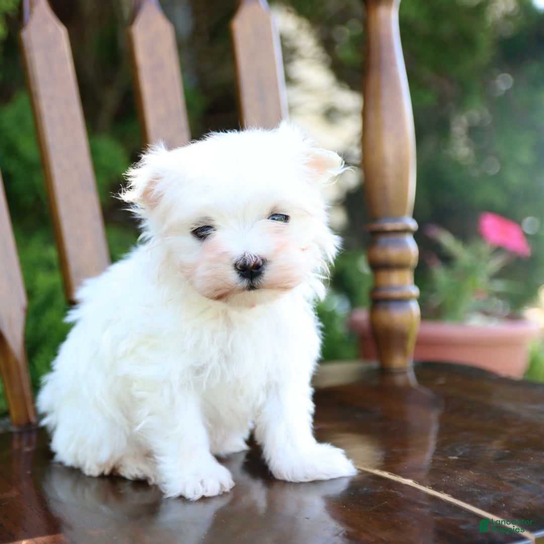 Maltese dogs for sale: Angel - Image 1
