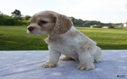 Cocker Spaniel dogs for sale: Star - Image 6