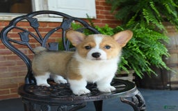 Welsh Corgi Pembroke dogs for sale: Rex - Image 5