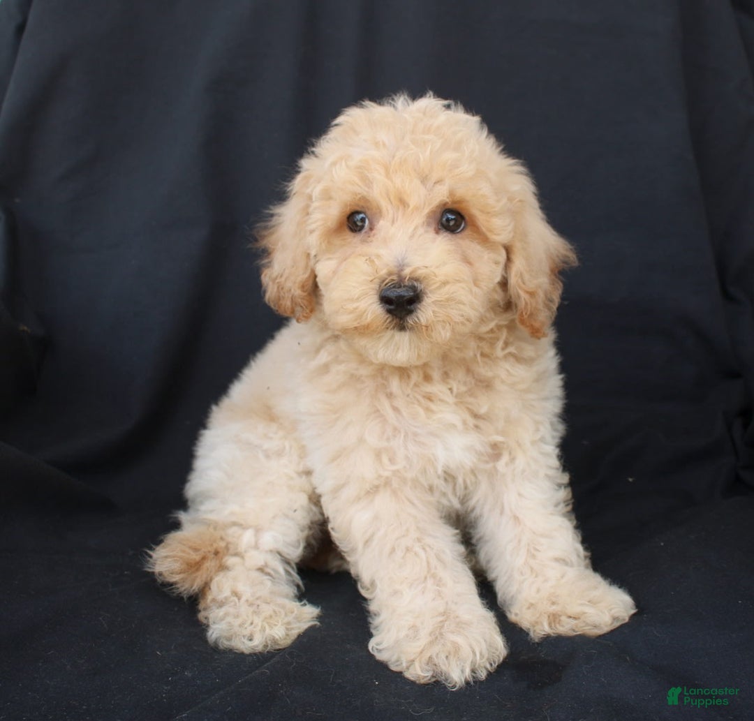 Bichpoo dogs for sale: Gabe - Image 4