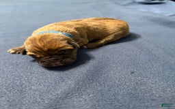 Cane Corso dogs for sale: Bluey - Image 1