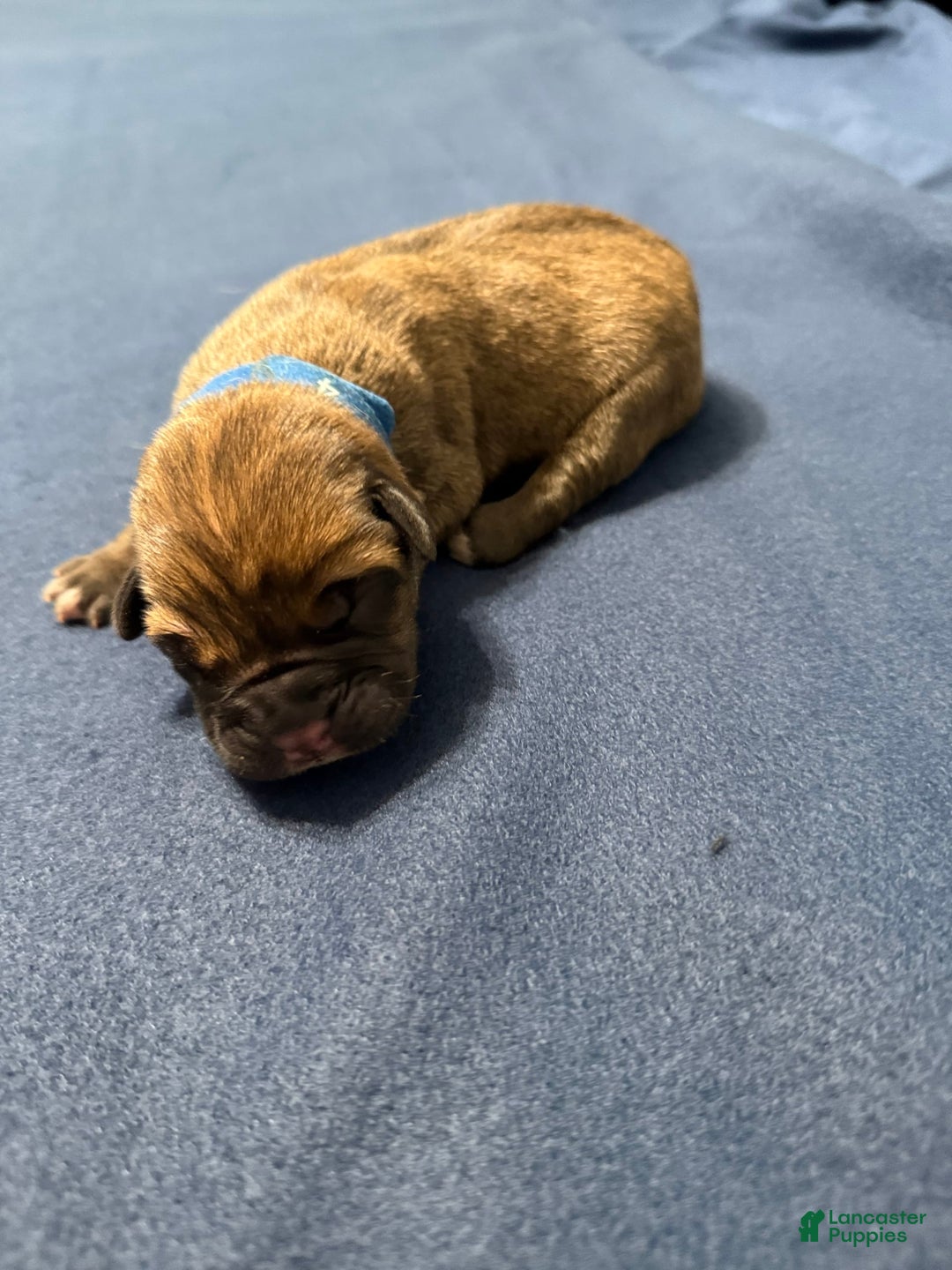 Cane Corso dogs for sale: Bluey - Image 1