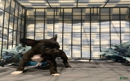 Chihuahua dogs for sale: Bia - Image 12