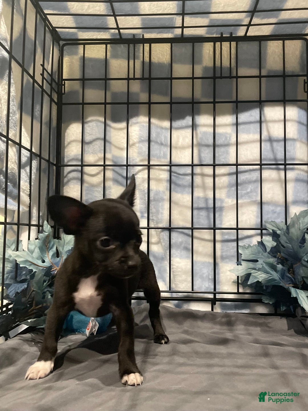 Chihuahua dogs for sale: Bia - Image 12