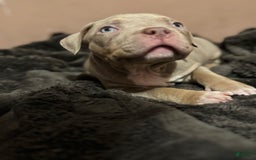 American Bully dogs for sale: Goldy - Image 7
