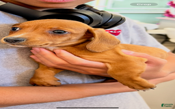 Dachshund dogs for sale: Noodle - Image 2