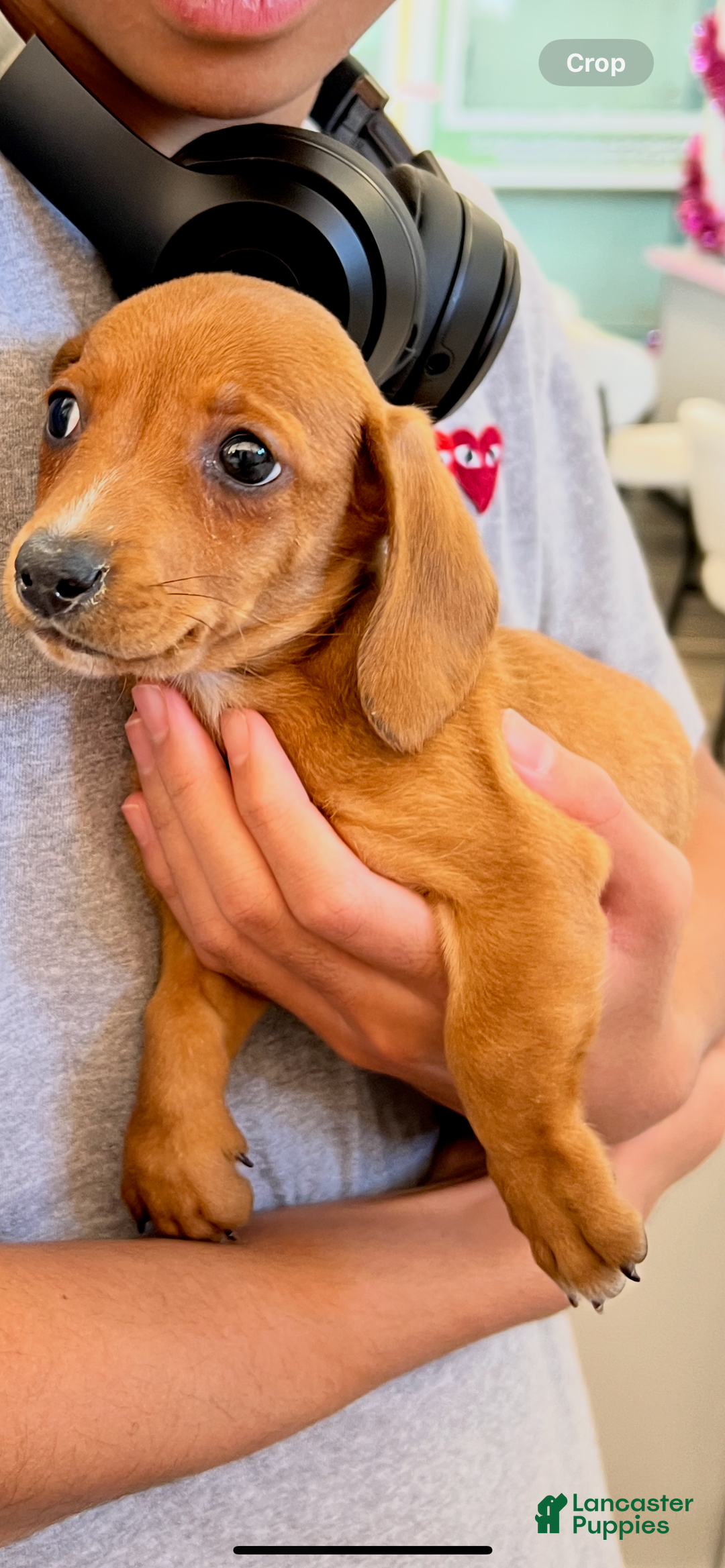 Dachshund dogs for sale: Noodle - Image 2