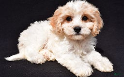 Cavachon dogs for sale: Bell - Image 7