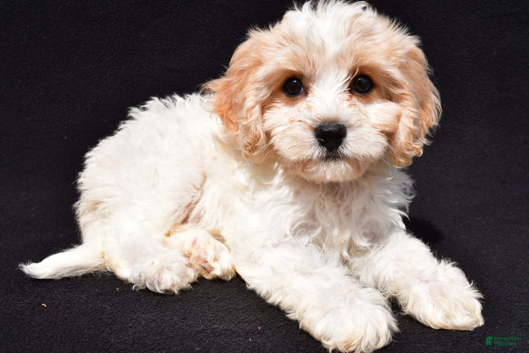 Cavachon dogs for sale: Bell - Image 7
