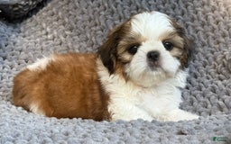 Shih Tzu dogs for sale: Ollie - Image 3