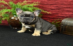 French Bulldog dogs for sale: French Bulldog 3 puppies - Image 11
