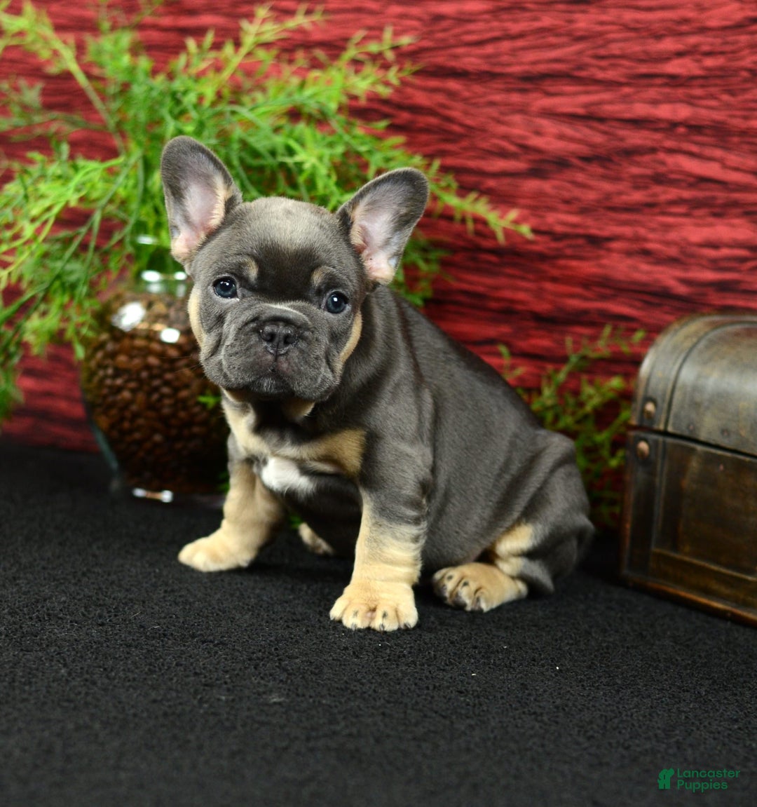 French Bulldog dogs for sale: French Bulldog 3 puppies - Image 11