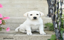Jack Russell Terrier dogs for sale: Lacey - Image 1