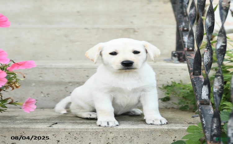 Jack Russell Terrier dogs for sale - Ad 1