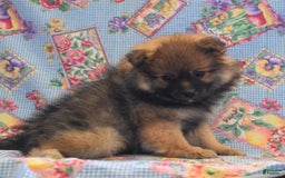 Pomeranian dogs for sale: Kevin - Image 1
