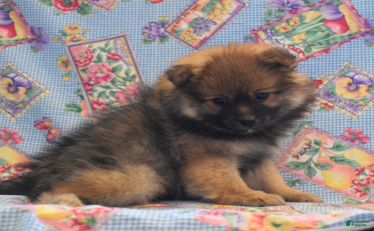 Pomeranian dogs for sale - Ad 3