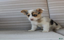 Welsh Corgi Pembroke dogs for sale: Luna - Image 12