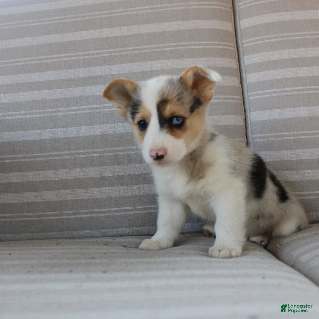 Welsh Corgi Pembroke dogs for sale: Luna - Image 12