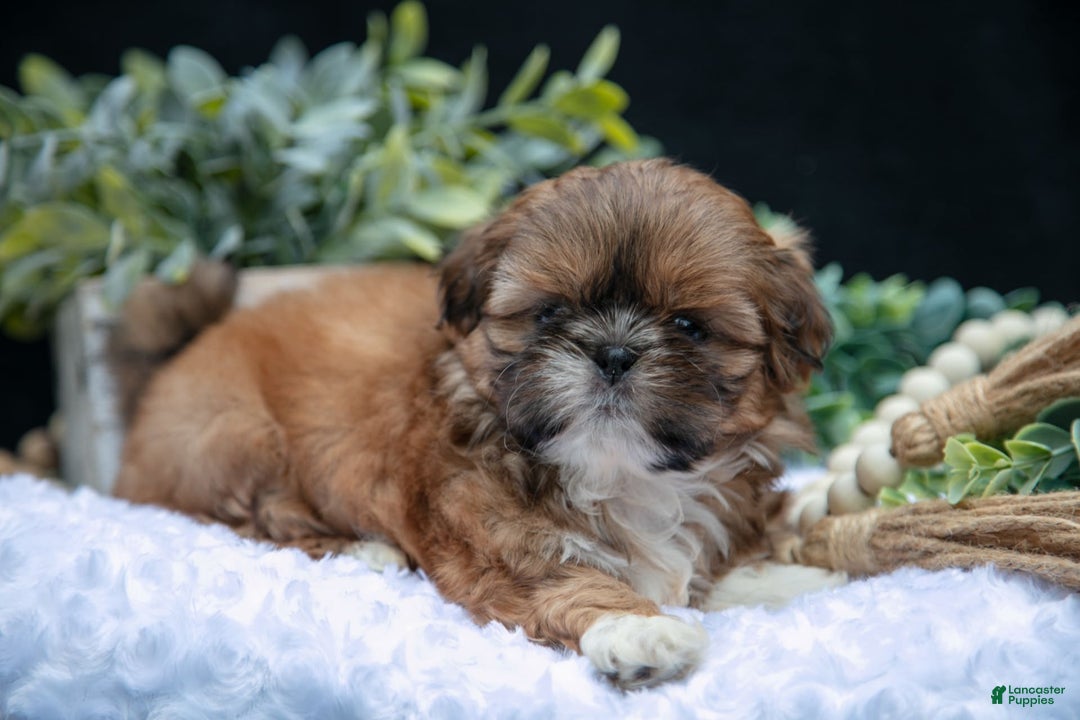 Shih Tzu dogs for sale: Tinkerbell - Image 4
